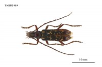 藏品(黃星姬山天牛)的圖片